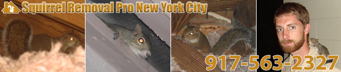 Squirrels Removal Pro New York City